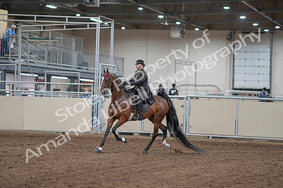 2020 - AB Morgan Horse - Fri, Sept 04 - 09515