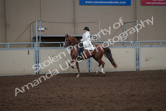 2019 Morgan Horse Show - Aug 31, 2019 - 17905