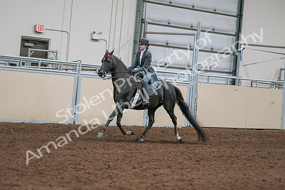 2020 - AB Morgan Horse - Sat, Sept 05 - 13621