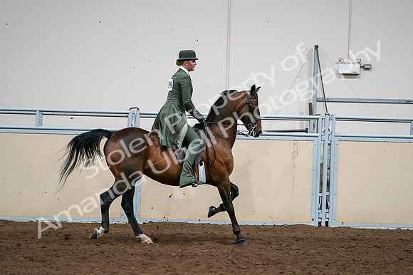 2020 - AB Morgan Horse - Fri, Sept 04 - 03387