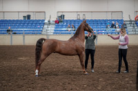 2019 Morgan Horse Show - Aug 31, 2019 - 01341