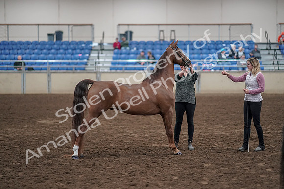 2019 Morgan Horse Show - Aug 31, 2019 - 01341