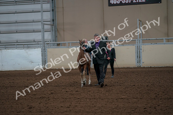 2019 Morgan Horse Show - Aug 30, 2019 - 24738