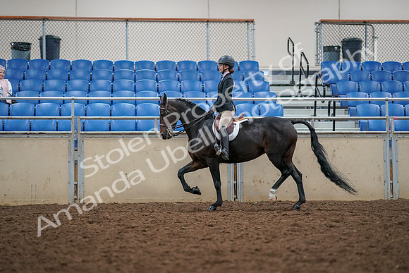 2019 Morgan Horse Show - Aug 30, 2019 - 23314