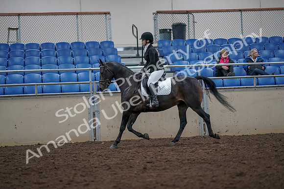 2019 Morgan Horse Show - Aug 31, 2019 - 16550
