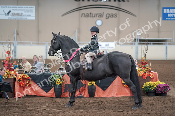 2019 Morgan Horse Show - Aug 31, 2019 - 19769