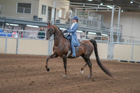 2020 - AB Morgan Horse - Sun, Sept 06 - 00010
