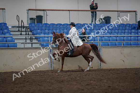 2019 Morgan Horse Show - Aug 31, 2019 - 08564