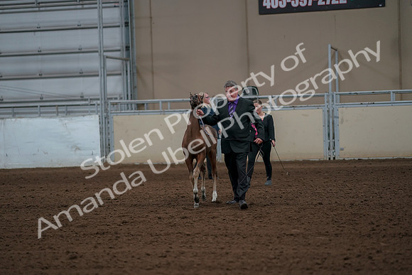 2019 Morgan Horse Show - Aug 30, 2019 - 24739