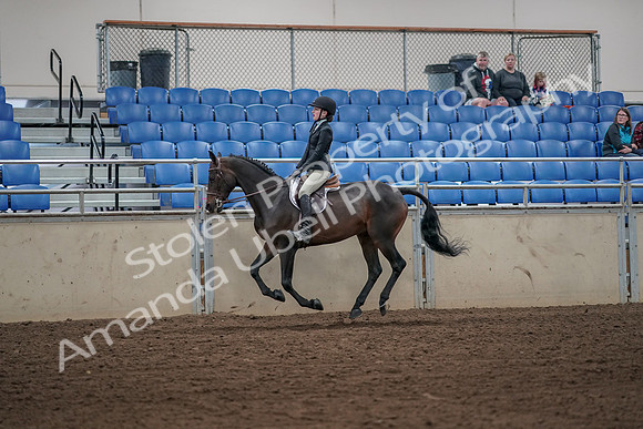2019 Morgan Horse Show - Aug 31, 2019 - 05089