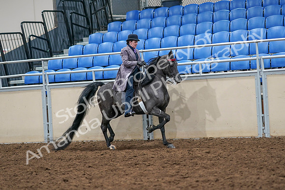 2020 - AB Morgan Horse - Sat, Sept 05 - 13977