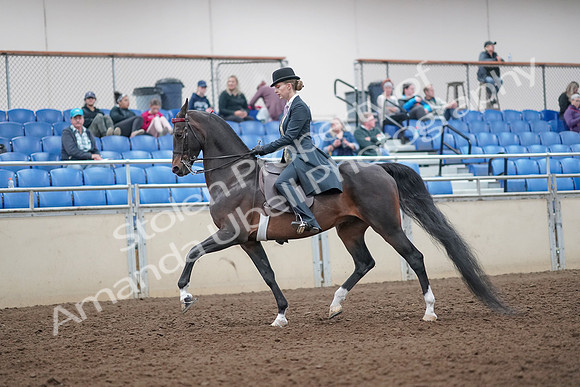 2019 Morgan Horse Show - Aug 31, 2019 - 12193