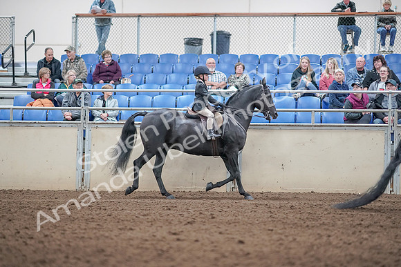 2019 Morgan Horse Show - Aug 31, 2019 - 19637