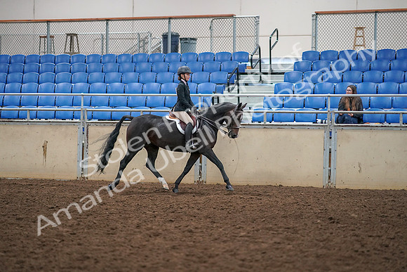 2019 Morgan Horse Show - Aug 30, 2019 - 12446