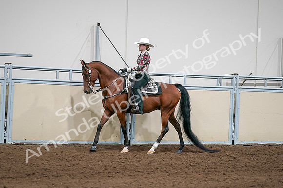 2020 - AB Morgan Horse - Fri, Sept 04 - 08403