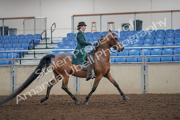 2019 Morgan Horse Show - Aug 30, 2019 - 28258