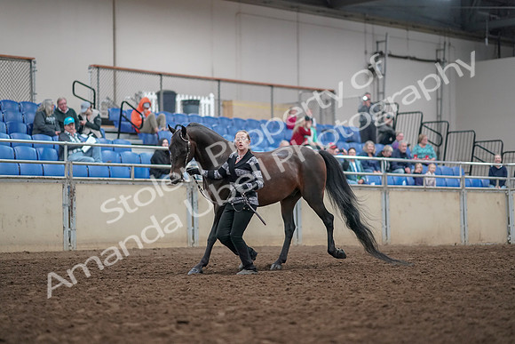 2019 Morgan Horse Show - Aug 31, 2019 - 03654