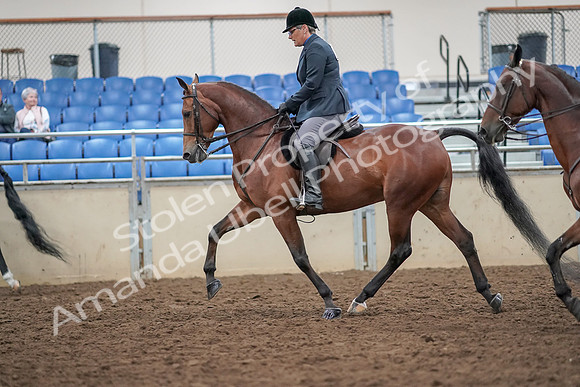 2019 Morgan Horse Show - Aug 30, 2019 - 20118