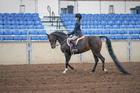 2019 Morgan Horse Show - Sept 01, 2019 - 05484