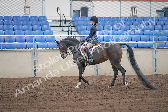 2019 Morgan Horse Show - Sept 01, 2019 - 05484