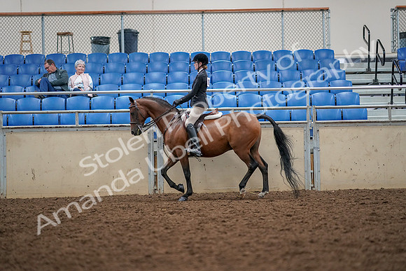 2019 Morgan Horse Show - Aug 30, 2019 - 23157