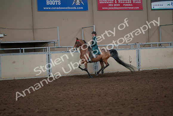 2019 Morgan Horse Show - Aug 30, 2019 - 27997