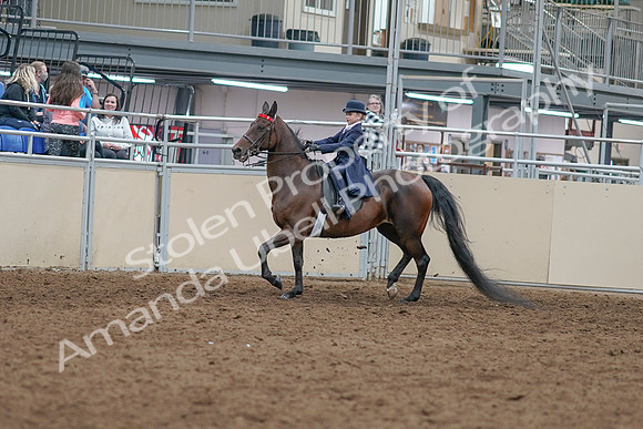 2020 - AB Morgan Horse - Sat, Sept 05 - 04751