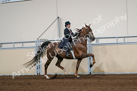 2020 - AB Morgan Horse - Sat, Sept 05 - 06371