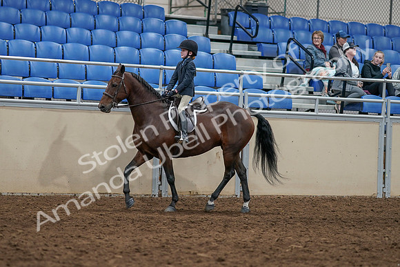 2020 - AB Morgan Horse - Sun, Sept 06 - 07903
