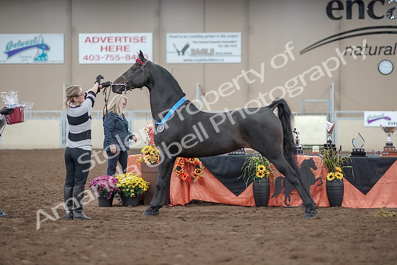 2019 Morgan Horse Show - Aug 31, 2019 - 00974
