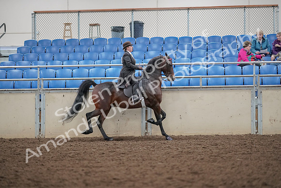 2019 Morgan Horse Show - Aug 30, 2019 - 28231