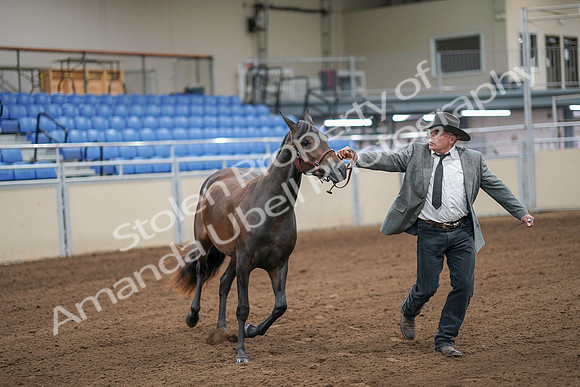 2020 - AB Morgan Horse - Sat, Sept 05 - 00132