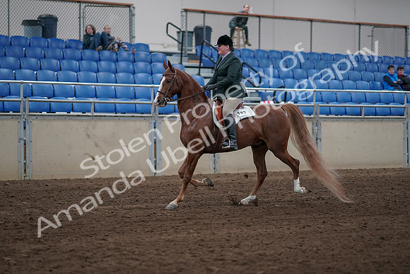 2019 Morgan Horse Show - Sept 01, 2019 - 12173