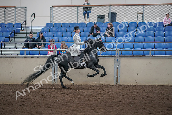 2019 Morgan Horse Show - Aug 31, 2019 - 09679