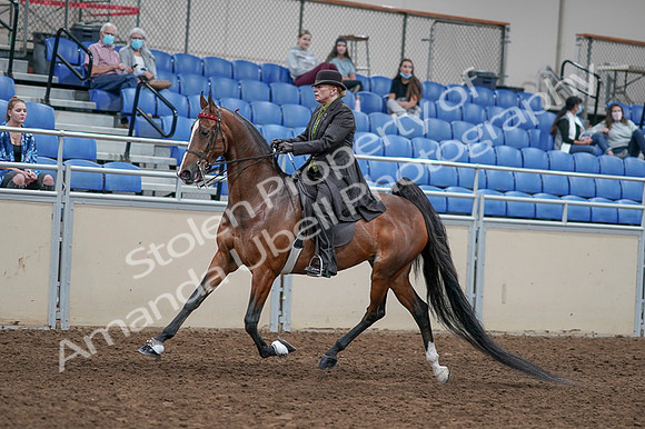 2020 - AB Morgan Horse - Fri, Sept 04 - 09534