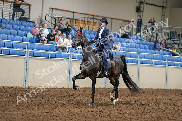 2020 - AB Morgan Horse - Sat, Sept 05 - 06262
