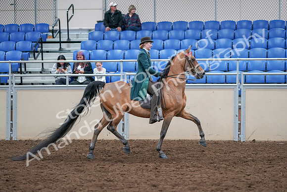 2020 - AB Morgan Horse - Sat, Sept 05 - 13898