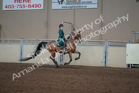 2019 Morgan Horse Show - Sept 01, 2019 - 13376