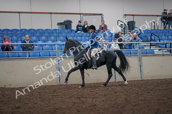 2019 Morgan Horse Show - Aug 31, 2019 - 16685