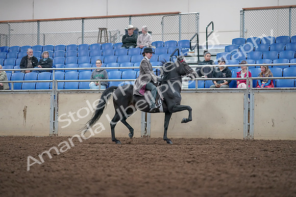 2019 Morgan Horse Show - Aug 31, 2019 - 09555