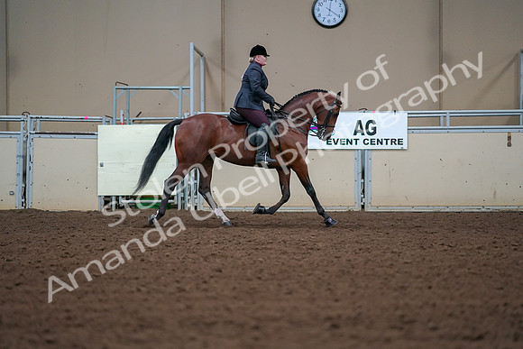 2019 Morgan Horse Show - Aug 30, 2019 - 20699
