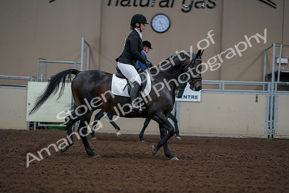 2019 Morgan Horse Show - Aug 30, 2019 - 18484