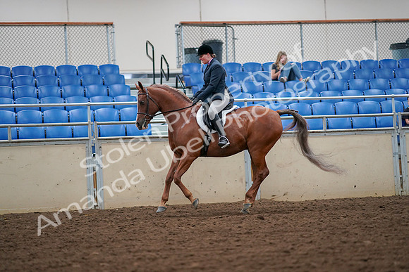 2019 Morgan Horse Show - Aug 30, 2019 - 16410