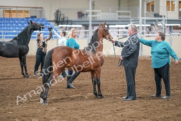 2020 - AB Morgan Horse - Sat, Sept 05 - 00105
