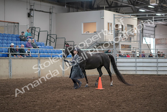 2019 Morgan Horse Show - Aug 31, 2019 - 02099