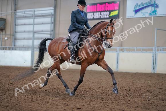 2019 Morgan Horse Show - Aug 30, 2019 - 20896
