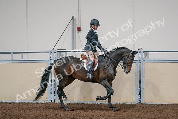 2020 - AB Morgan Horse - Sun, Sept 06 - 08085