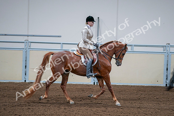 2020 - AB Morgan Horse - Fri, Sept 04 - 01844