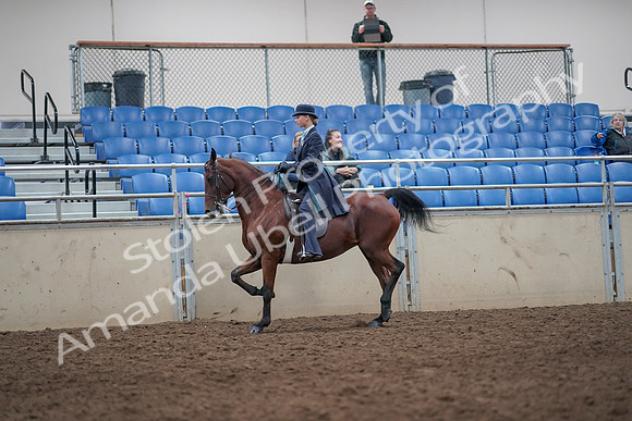 2019 Morgan Horse Show - Aug 31, 2019 - 09251