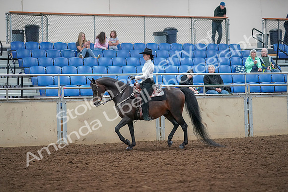 2019 Morgan Horse Show - Aug 30, 2019 - 16757